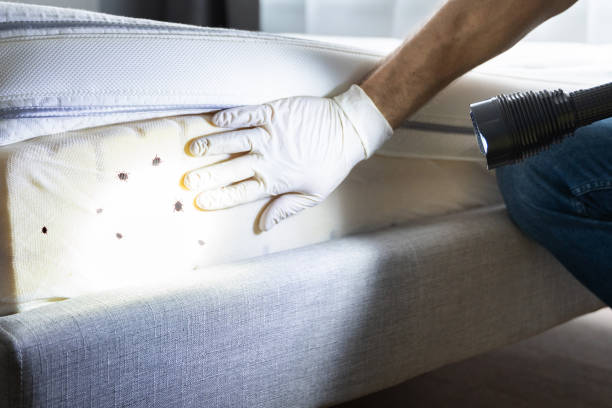 Best Ant Control Services  in Shadeland, IN